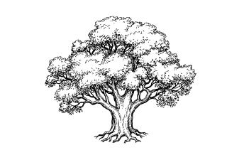 PLAN D&rsquo;UNITÉ – Les arbres (1re partie)