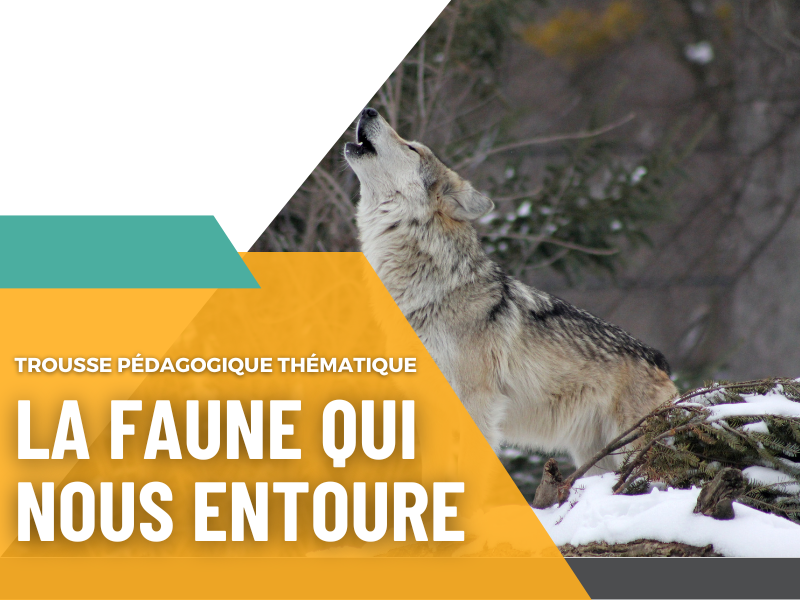 Liste de ressources pour enseigner la thématique de la faune qui nous entoure